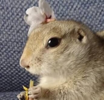 こころみたすペット思い出セレモニーにて葬儀したペットちゃん | ルンくん