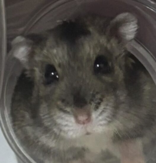 こころみたすペット思い出セレモニーにて葬儀したペットちゃん | ハムちゃん