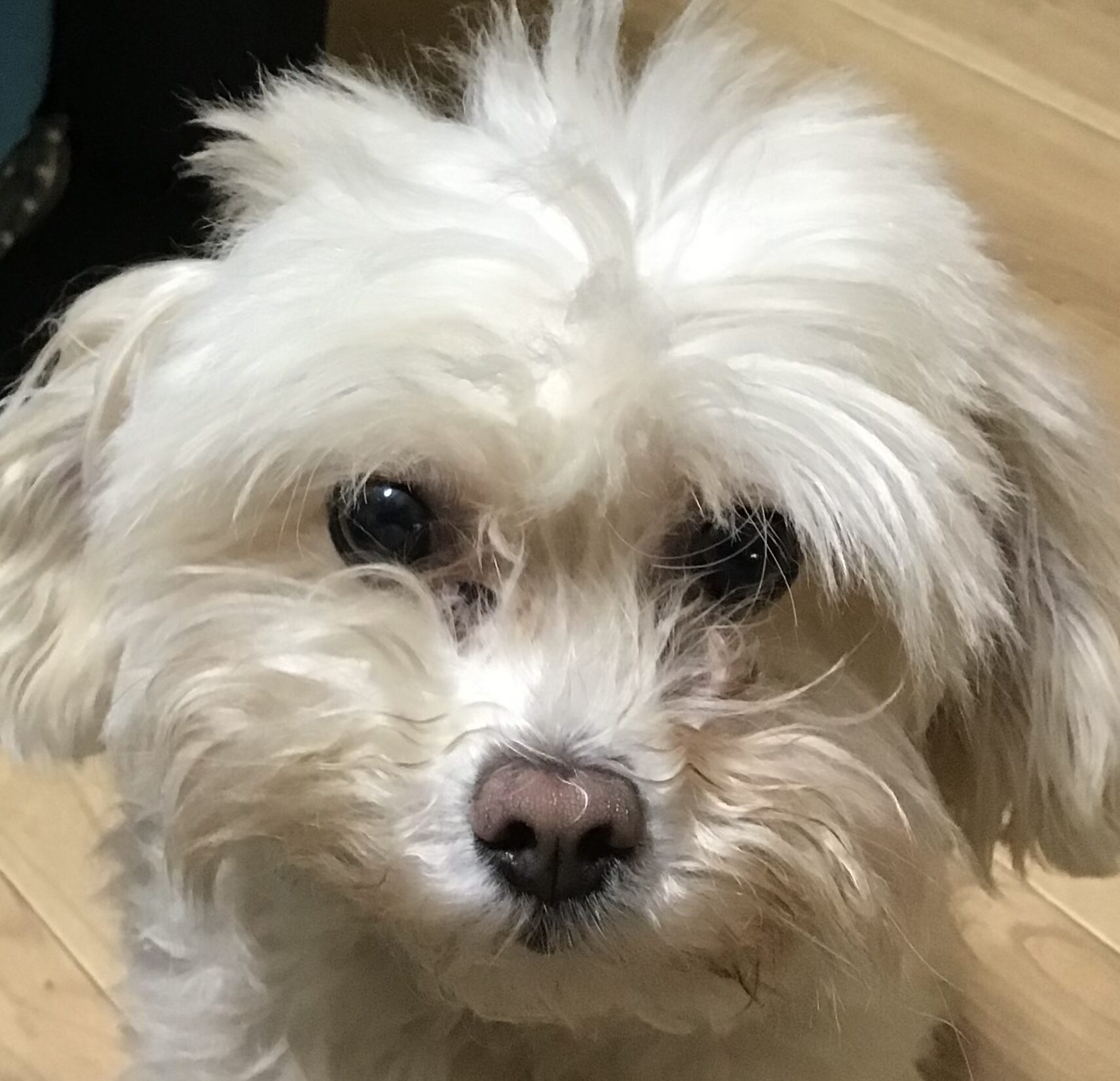 こころみたすペット思い出セレモニーにて葬儀したペットちゃん | ルルちゃん