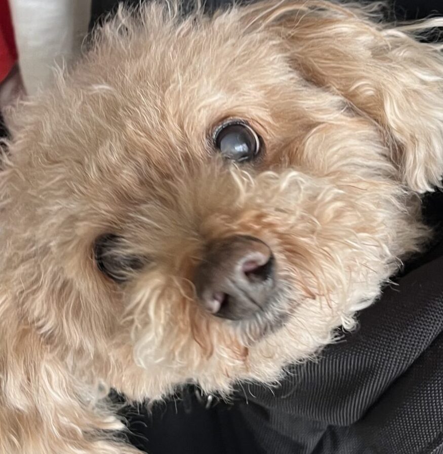 こころみたすペット思い出セレモニーにて葬儀したペットちゃん | ジックちゃん