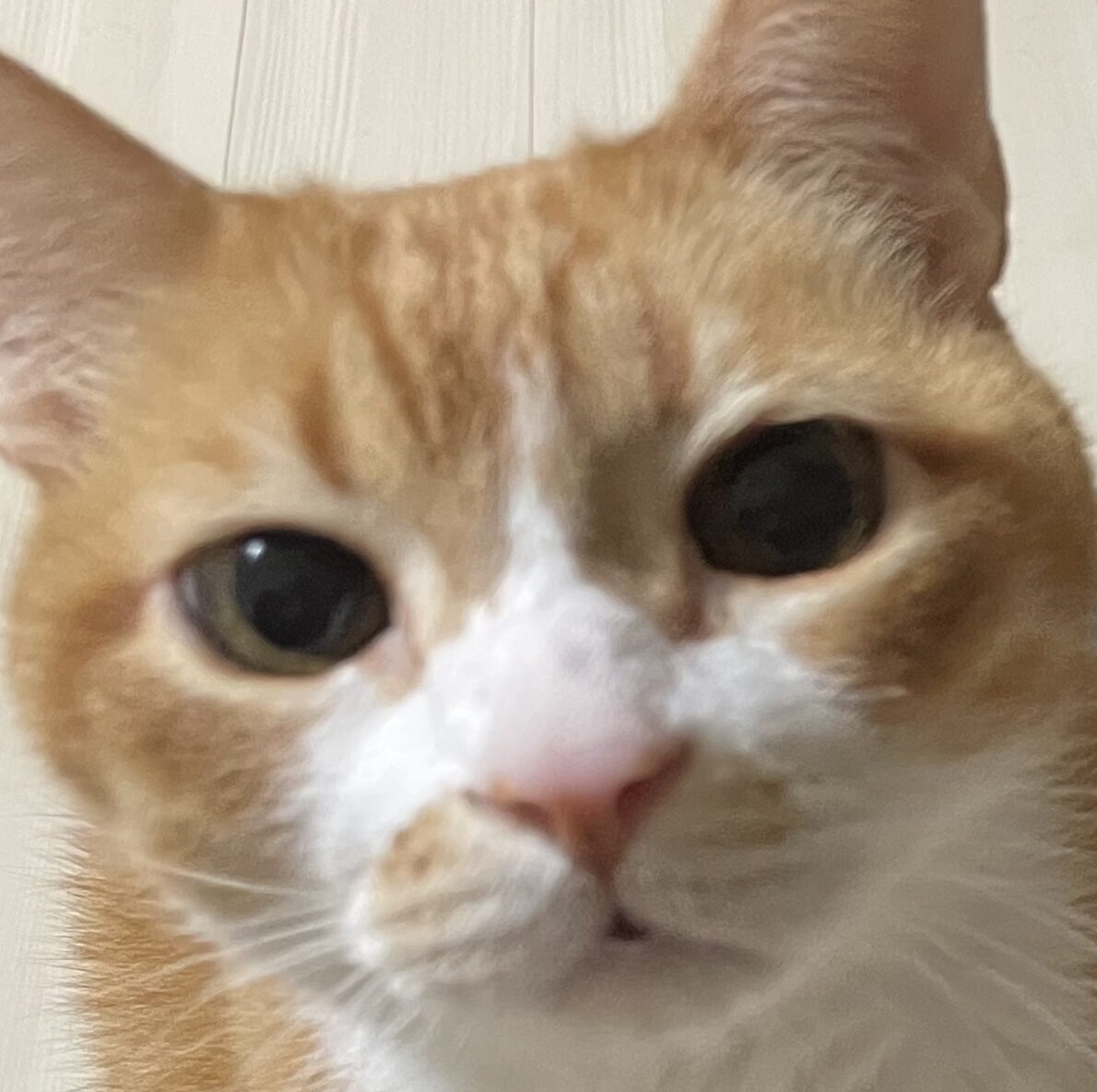 はるくん | こころみたす ペット思い出セレモニー