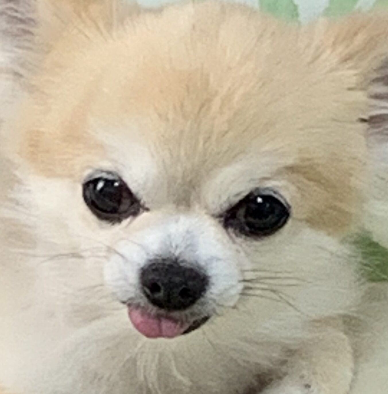 こころみたすペット思い出セレモニーにて葬儀したペットちゃん | サスケくん