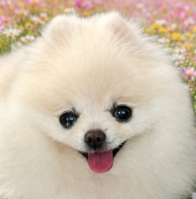 こころみたすペット思い出セレモニーにて葬儀したペットちゃん | どりぃちゃん