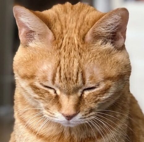 こころみたすペット思い出セレモニーにて葬儀したペットちゃん | めいちゃん