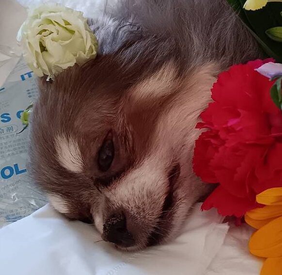 こころみたすペット思い出セレモニーにて葬儀したペットちゃん | ミニーちゃん