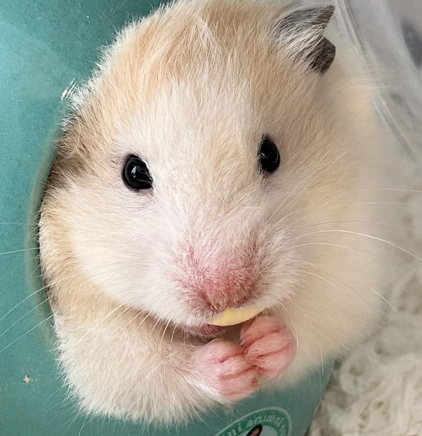 こころみたすペット思い出セレモニーにて葬儀したペットちゃん | パルちゃん