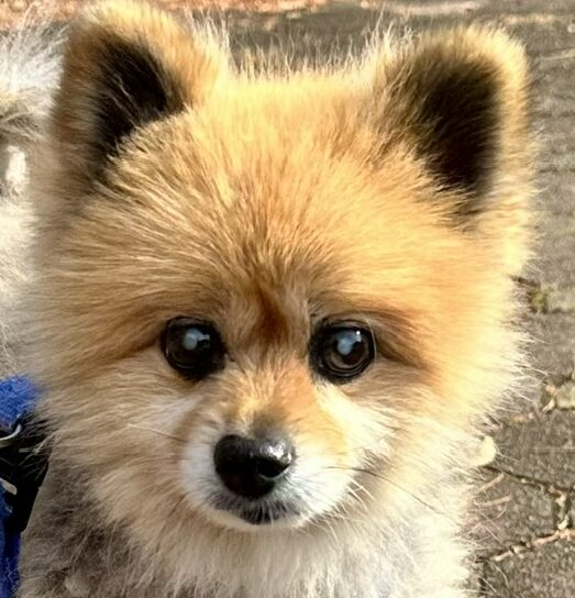こころみたすペット思い出セレモニーにて葬儀したペットちゃん | ドルくん