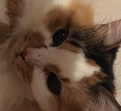 こころみたすペット思い出セレモニーにて葬儀したペットちゃん | レインちゃん