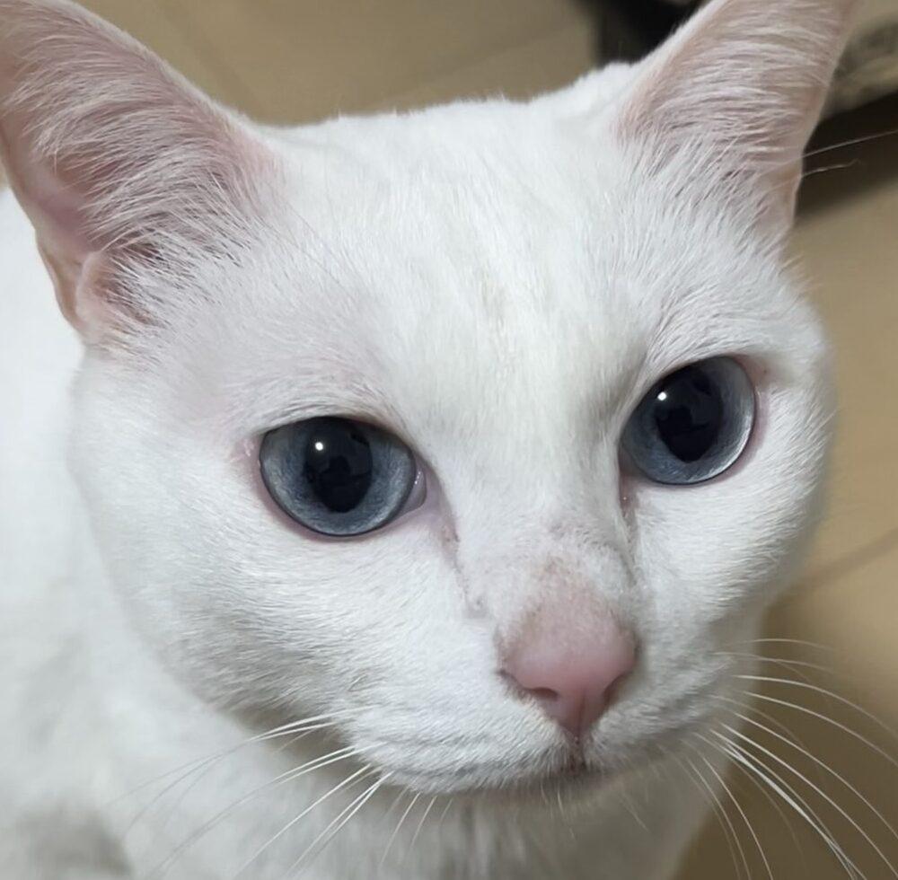 こころみたすペット思い出セレモニーにて葬儀したペットちゃん | ホワちゃん
