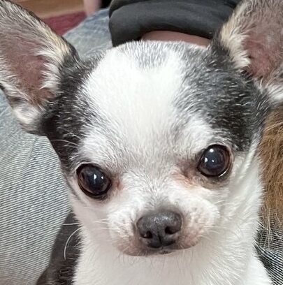 こころみたすペット思い出セレモニーにて葬儀したペットちゃん | ロッペンくん