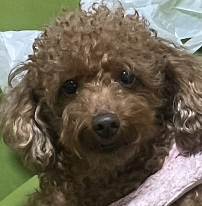 こころみたすペット思い出セレモニーにて葬儀したペットちゃん | ゆずくん