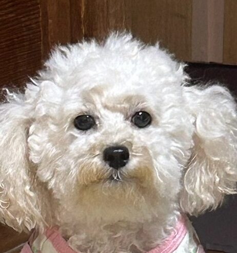 こころみたすペット思い出セレモニーにて葬儀したペットちゃん | エマちゃん