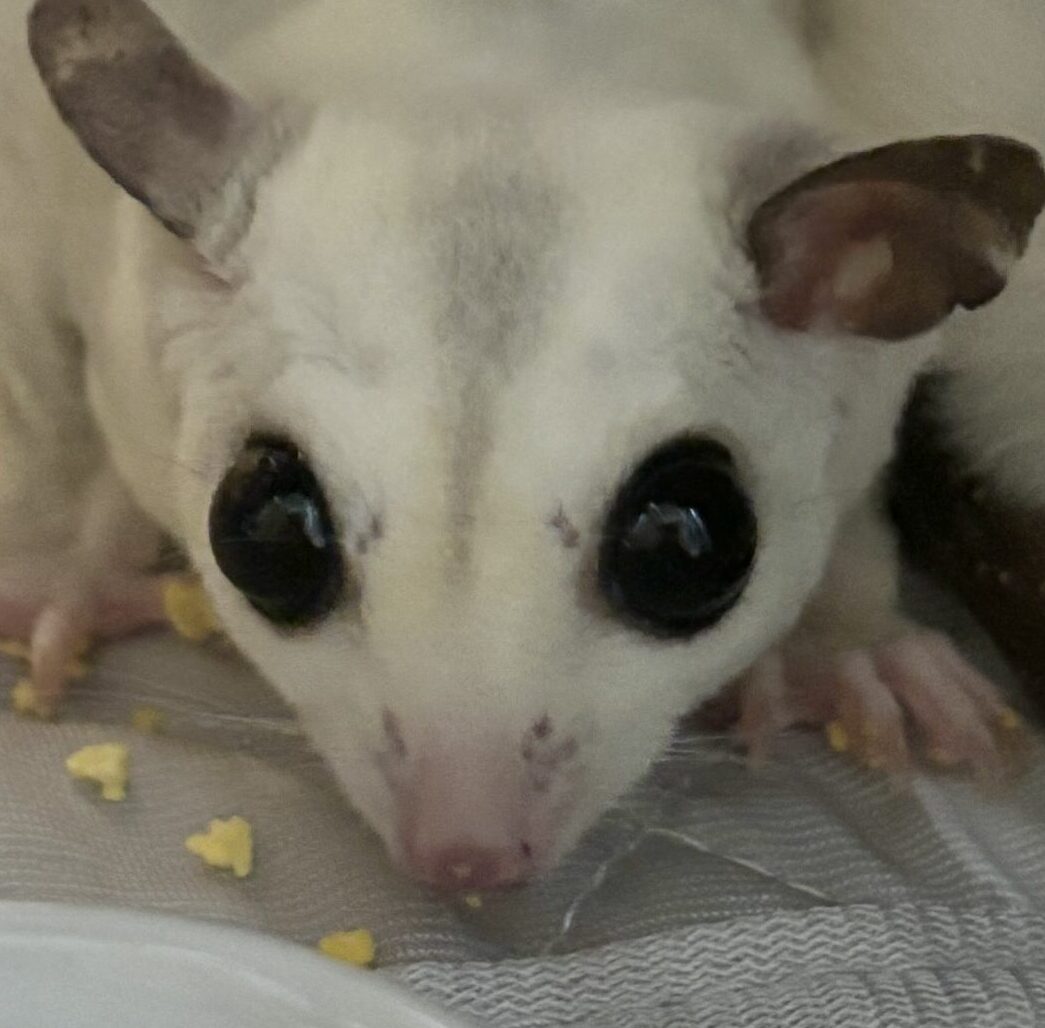 こころみたすペット思い出セレモニーにて葬儀したペットちゃん | こはくちゃん