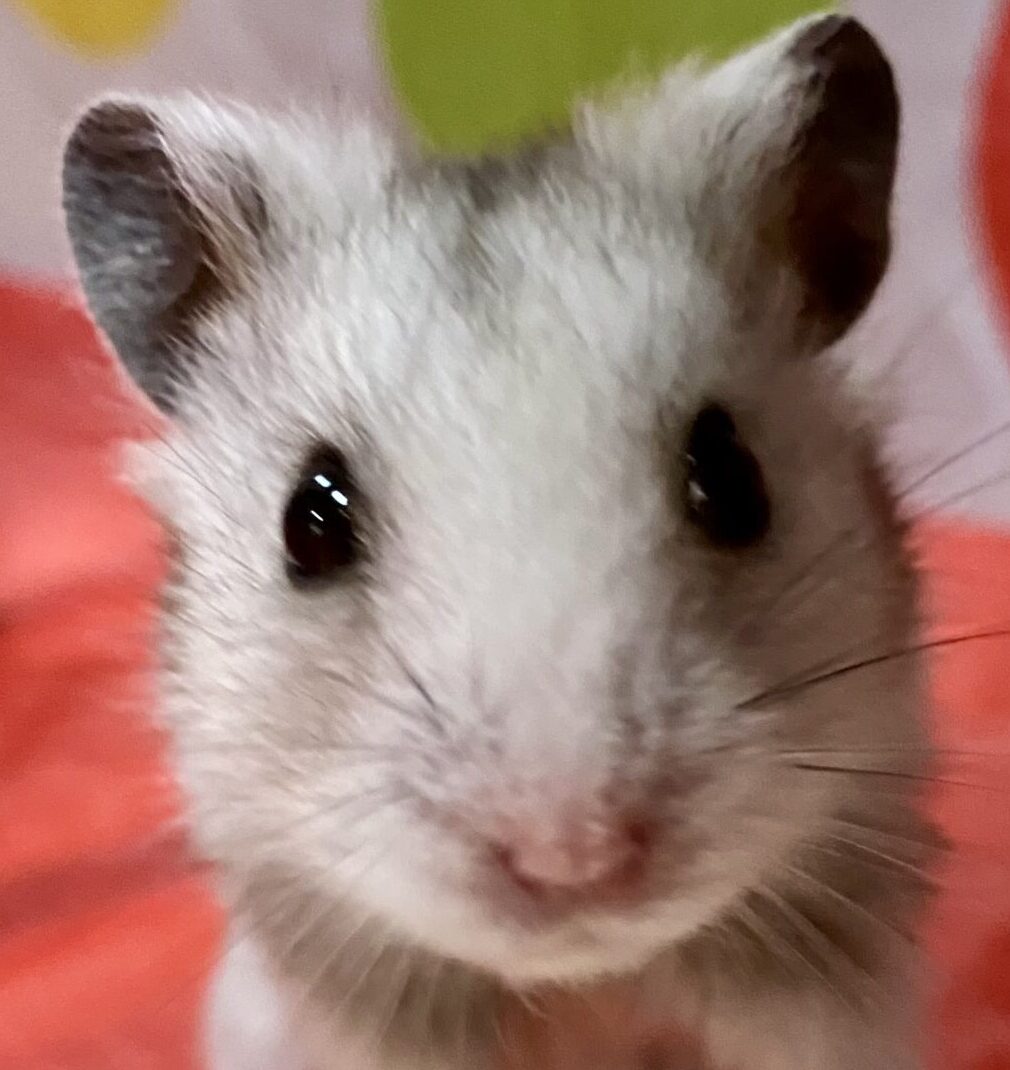 こころみたすペット思い出セレモニーにて葬儀したペットちゃん | いちちゃん