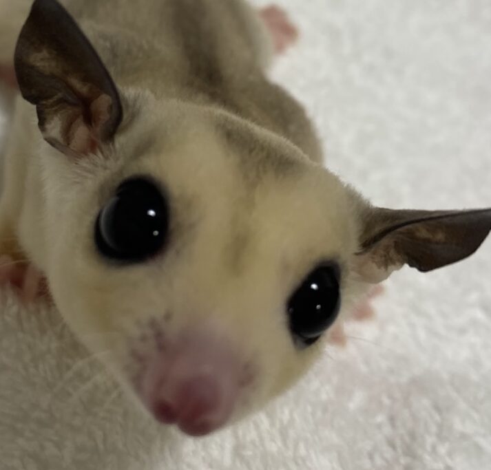 こころみたすペット思い出セレモニーにて葬儀したペットちゃん | ココちゃん