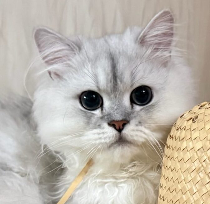 こころみたすペット思い出セレモニーにて葬儀したペットちゃん | シフォンくん