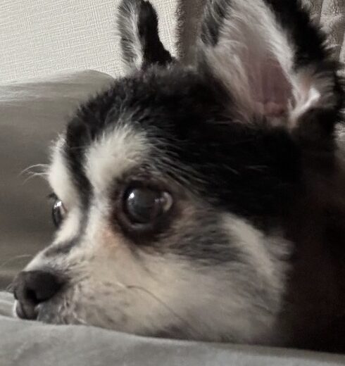 こころみたすペット思い出セレモニーにて葬儀したペットちゃん | くぅくん