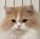 こころみたすペット思い出セレモニーにて葬儀したペットちゃん | ふうたくん