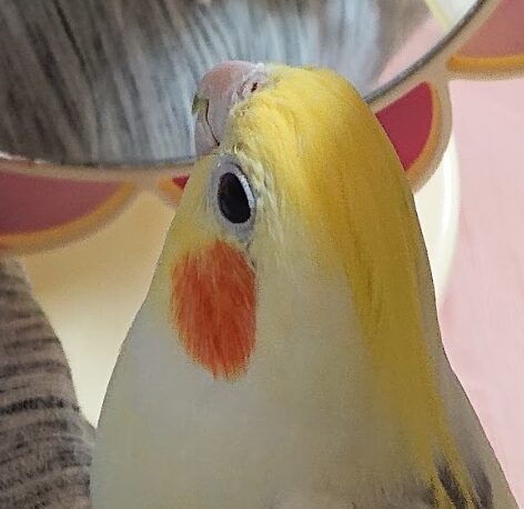 ユキくん | こころみたす ペット思い出セレモニー