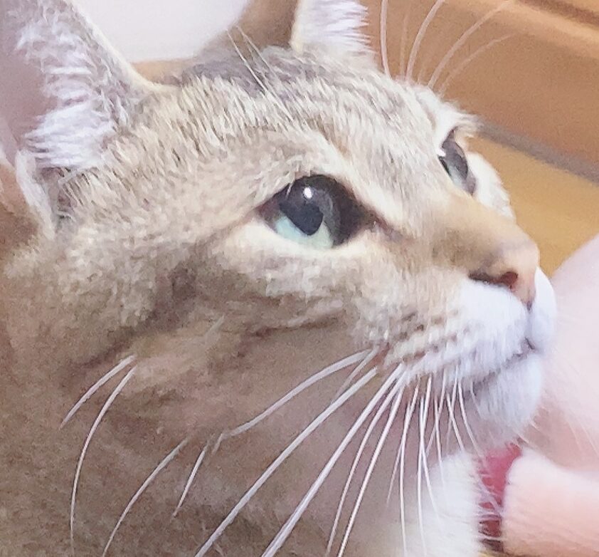 こころみたすペット思い出セレモニーにて葬儀したペットちゃん | 茶々丸くん