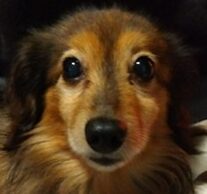 こころみたすペット思い出セレモニーにて葬儀したペットちゃん | じんくん