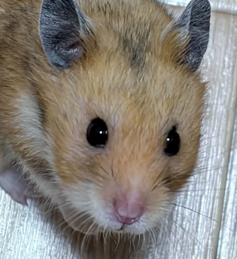 こころみたすペット思い出セレモニーにて葬儀したペットちゃん | マロリートくん