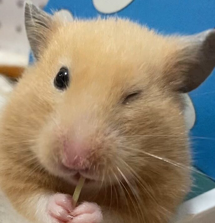 きなこちゃん | こころみたす ペット思い出セレモニー