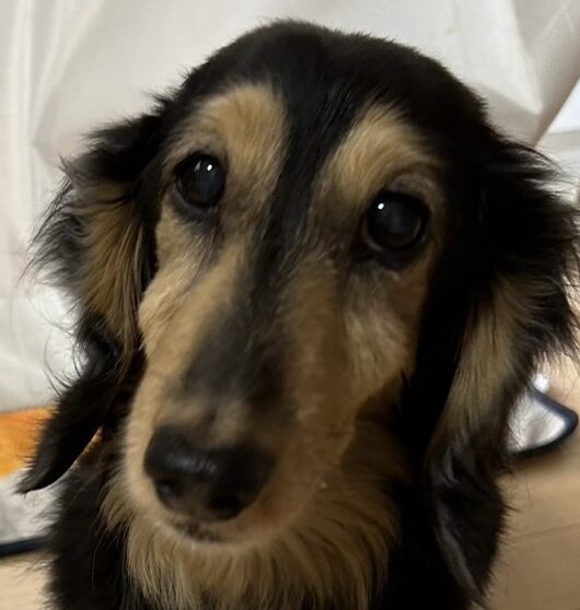 こころみたすペット思い出セレモニーにて葬儀したペットちゃん | チョコくん