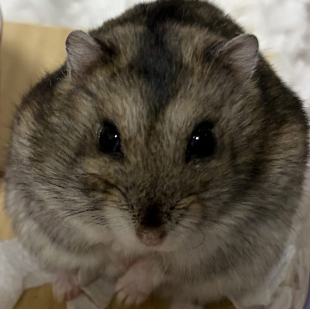 こころみたすペット思い出セレモニーにて葬儀したペットちゃん | ハムくん