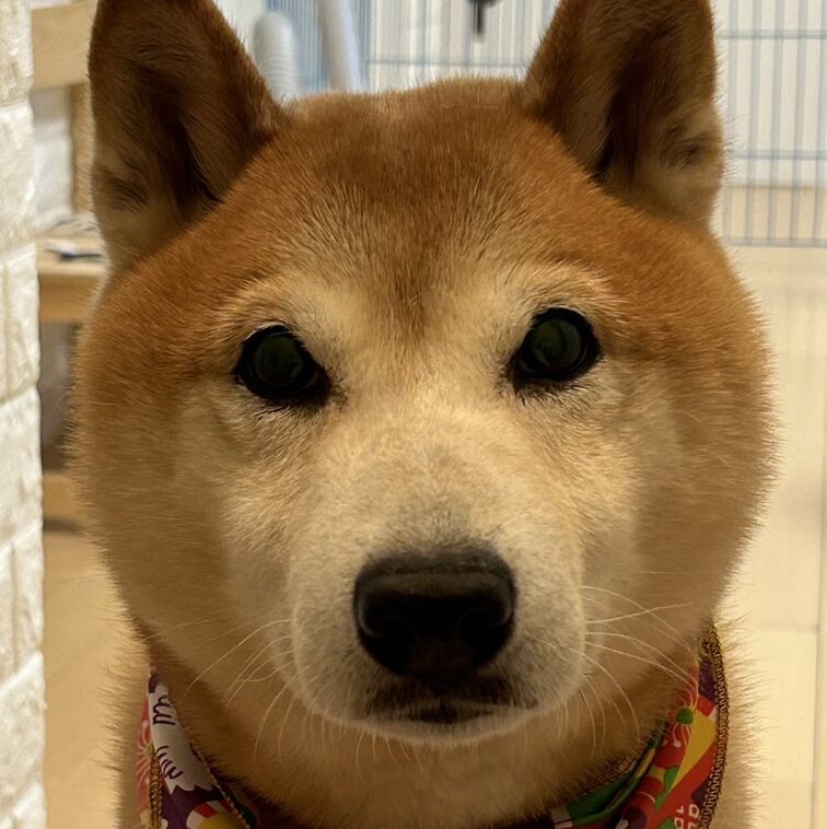 こころみたすペット思い出セレモニーにて葬儀したペットちゃん | 桃太郎くん
