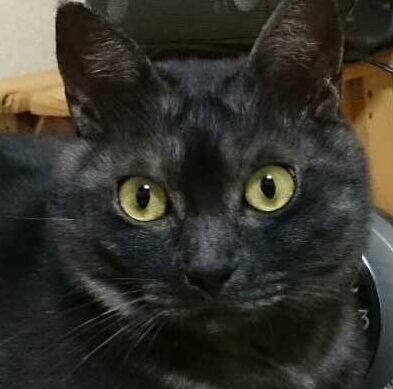 こころみたすペット思い出セレモニーにて葬儀したペットちゃん | アスラン・ザラくん