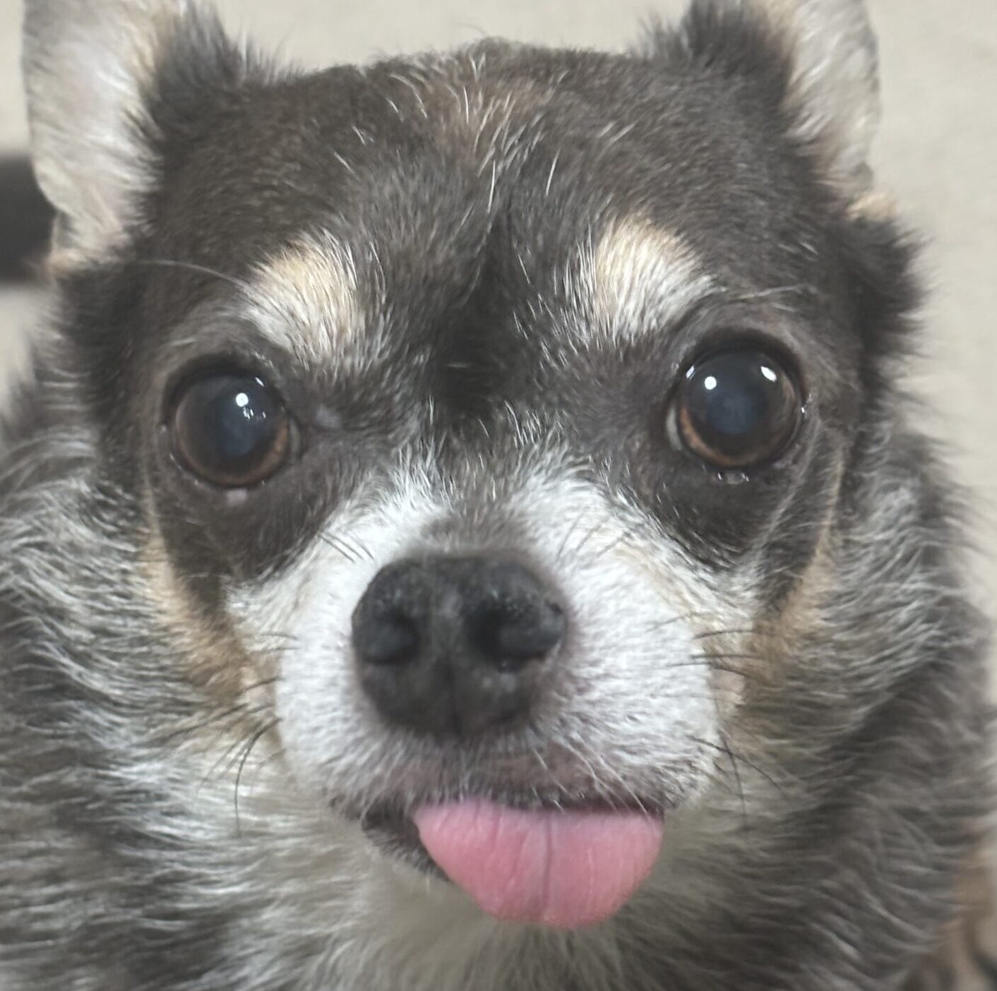 こころみたすペット思い出セレモニーにて葬儀したペットちゃん | アルファくん