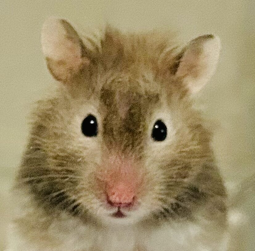 こころみたすペット思い出セレモニーにて葬儀したペットちゃん | マヨちゃん