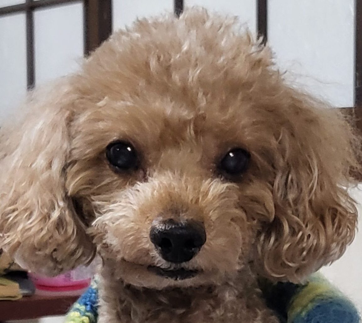 こころみたすペット思い出セレモニーにて葬儀したペットちゃん | ゴン太くん
