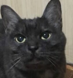 こころみたすペット思い出セレモニーにて葬儀したペットちゃん | チャムくん