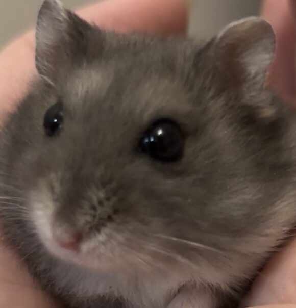 こころみたすペット思い出セレモニーにて葬儀したペットちゃん | 助六くん