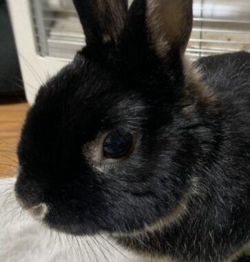 こころみたすペット思い出セレモニーにて葬儀したペットちゃん | ちょこくん