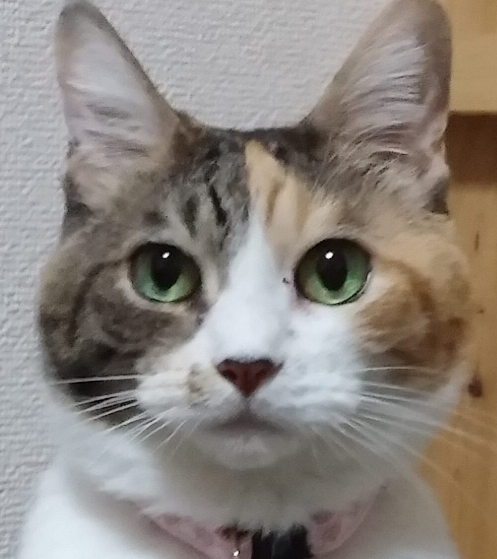 ツバキちゃん | こころみたす ペット思い出セレモニー