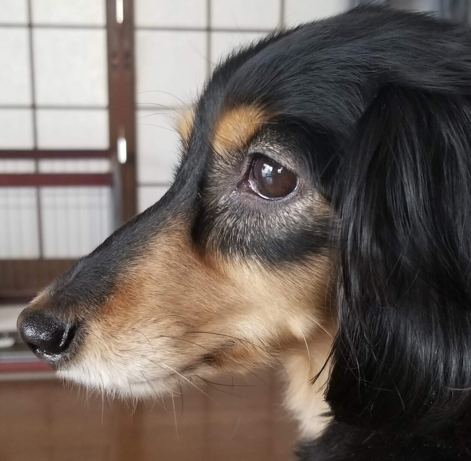 こころみたすペット思い出セレモニーにて葬儀したペットちゃん | ろこちゃん