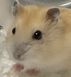 こころみたすペット思い出セレモニーにて葬儀したペットちゃん | むむちゃん