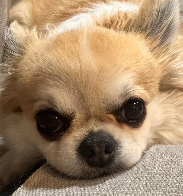 こころみたすペット思い出セレモニーにて葬儀したペットちゃん | ルークくん