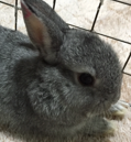 こころみたすペット思い出セレモニーにて葬儀したペットちゃん | いちごちゃん