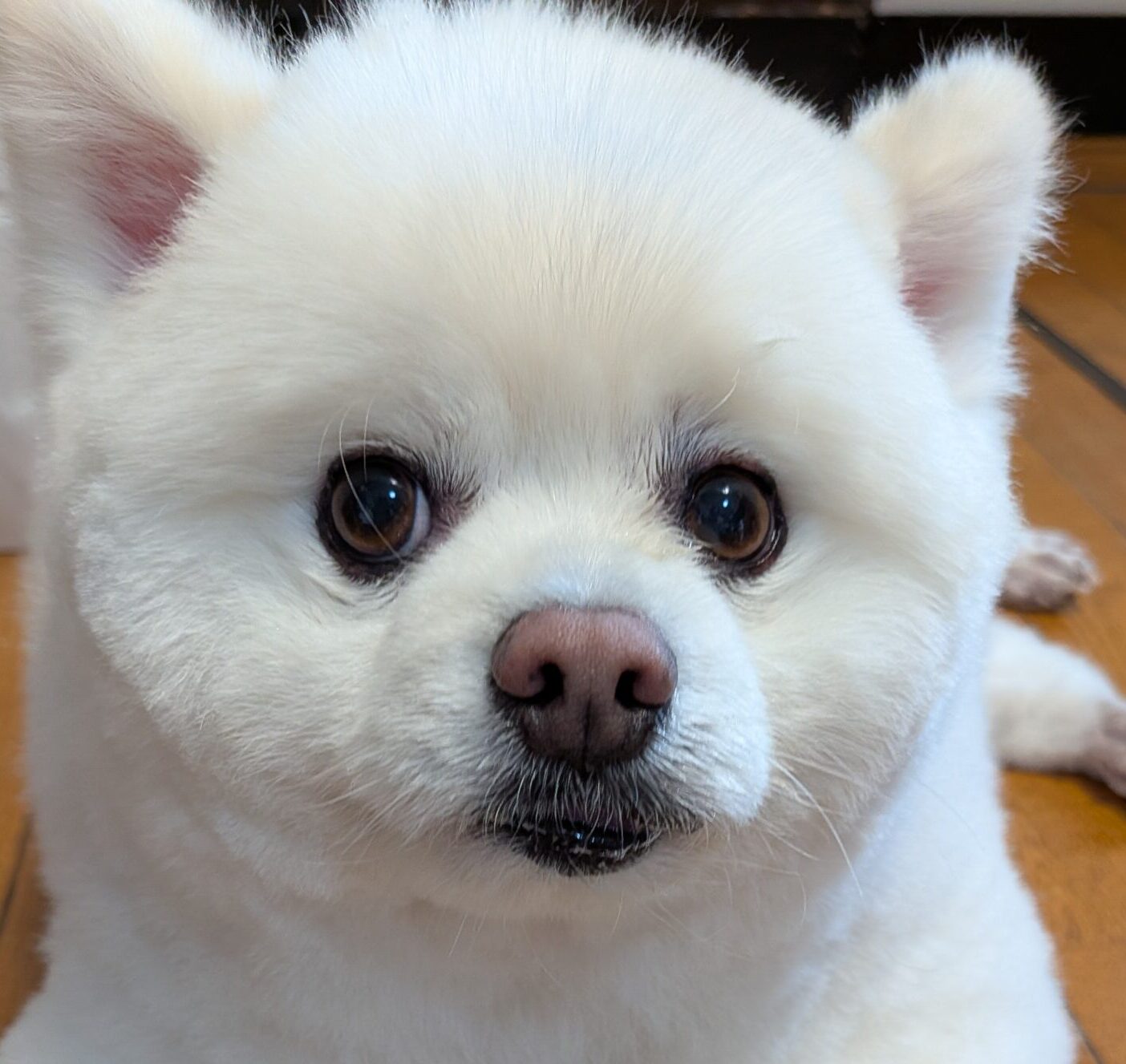 こころみたすペット思い出セレモニーにて葬儀したペットちゃん | ポン太くん