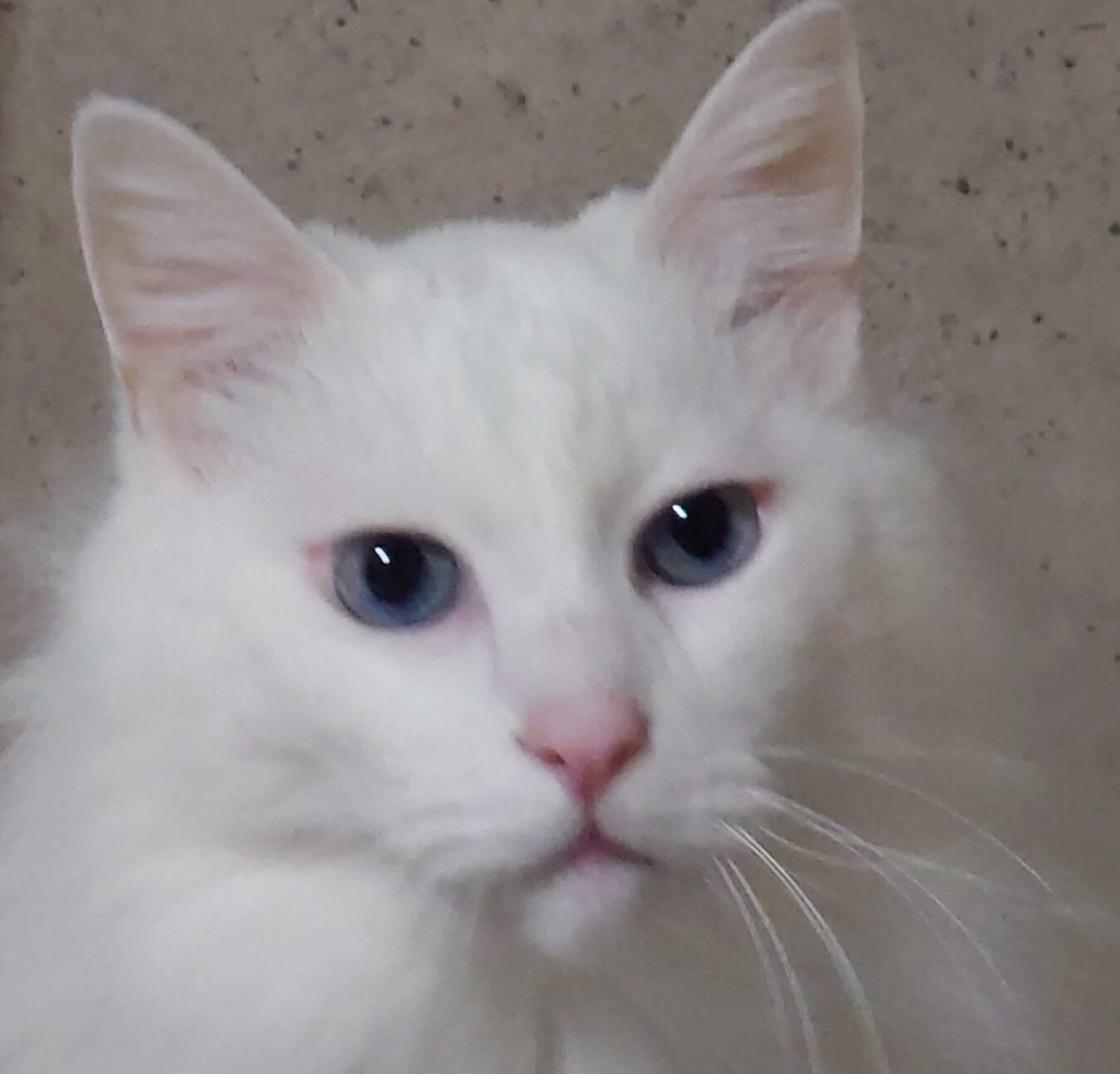 こころみたすペット思い出セレモニーにて葬儀したペットちゃん | ジャッキーくん