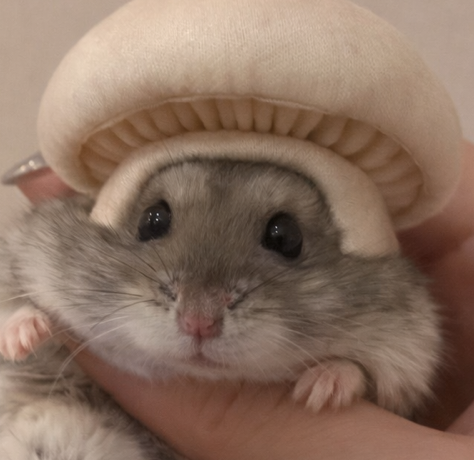 こころみたすペット思い出セレモニーにて葬儀したペットちゃん | きのこちゃん