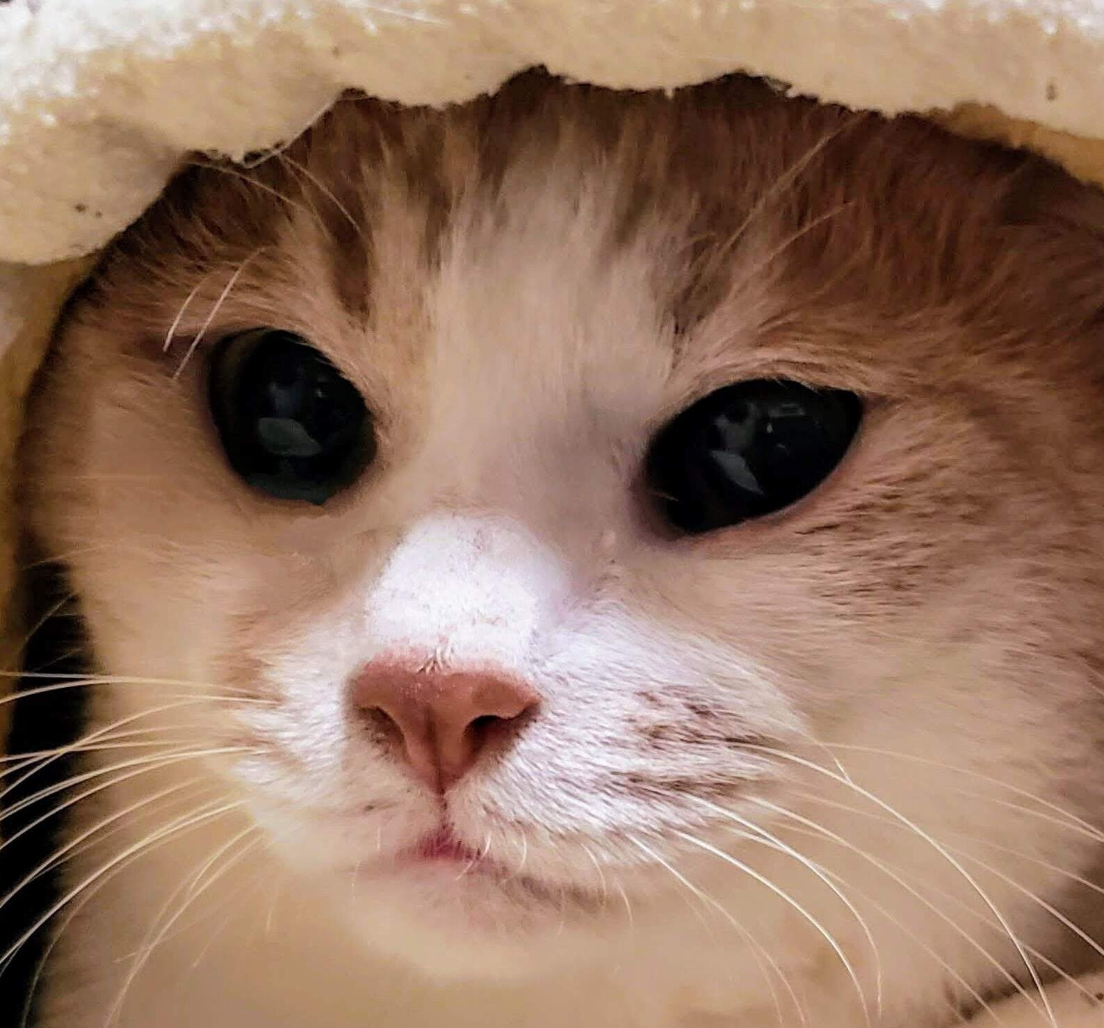 こころみたすペット思い出セレモニーにて葬儀したペットちゃん | テルルくん