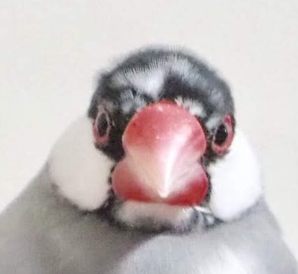 こころみたすペット思い出セレモニーにて葬儀したペットちゃん | まめちゃん