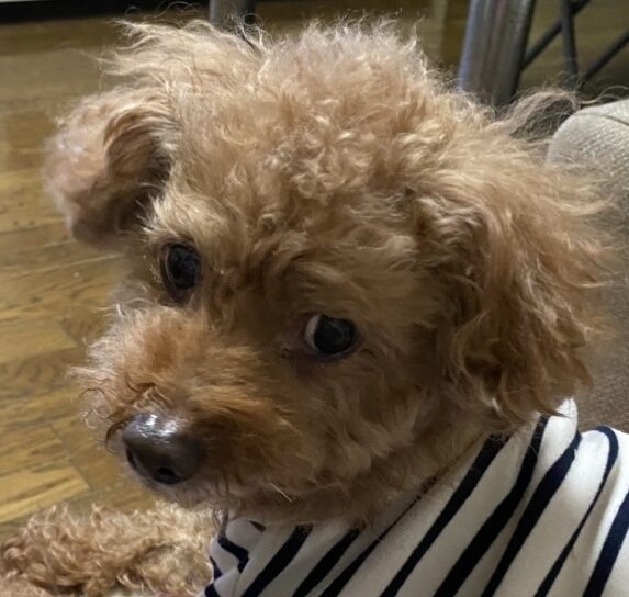 こころみたすペット思い出セレモニーにて葬儀したペットちゃん | まめぞうくん