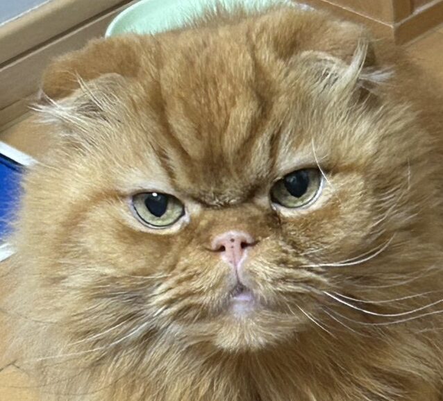 あんじくん | こころみたす ペット思い出セレモニー