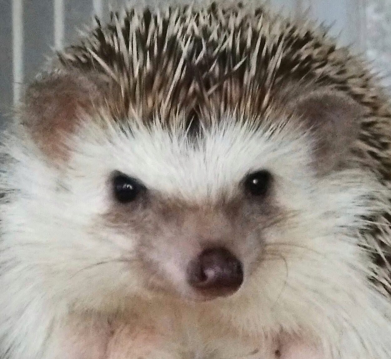 こころみたすペット思い出セレモニーにて葬儀したペットちゃん | ショコラちゃん